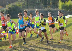 Lombardi cross Carsolina